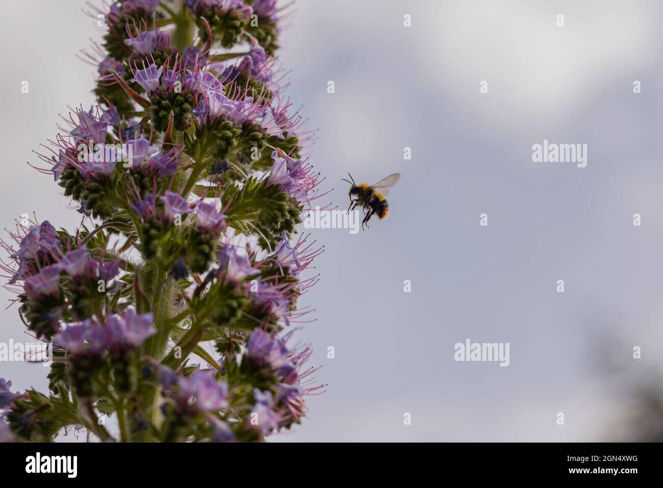 Un'ape soffice che festeggiava sul nettare da un'Echium 'Fontana rosa' un ibrido tra Echium wildpretii a fiore rosso e Echium pininana a fiore blu. Foto Stock