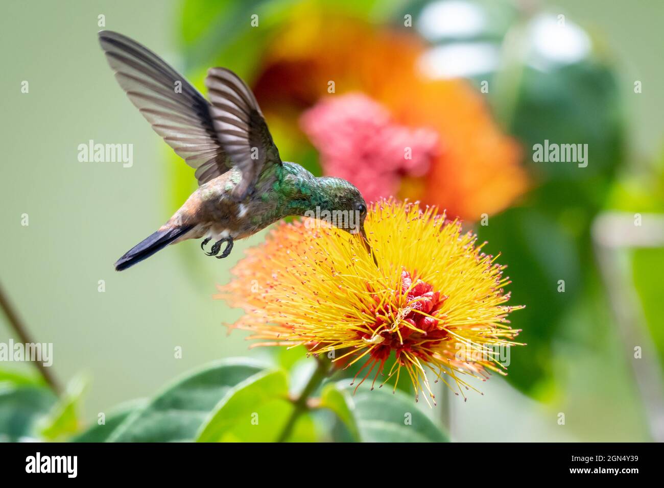 Un hummingbird giovanile (Amazilia tobaci) che si alimenta sul fiore tropicale della Monkey Brush (combretum) con uno sfondo colorato e sfocato. Foto Stock