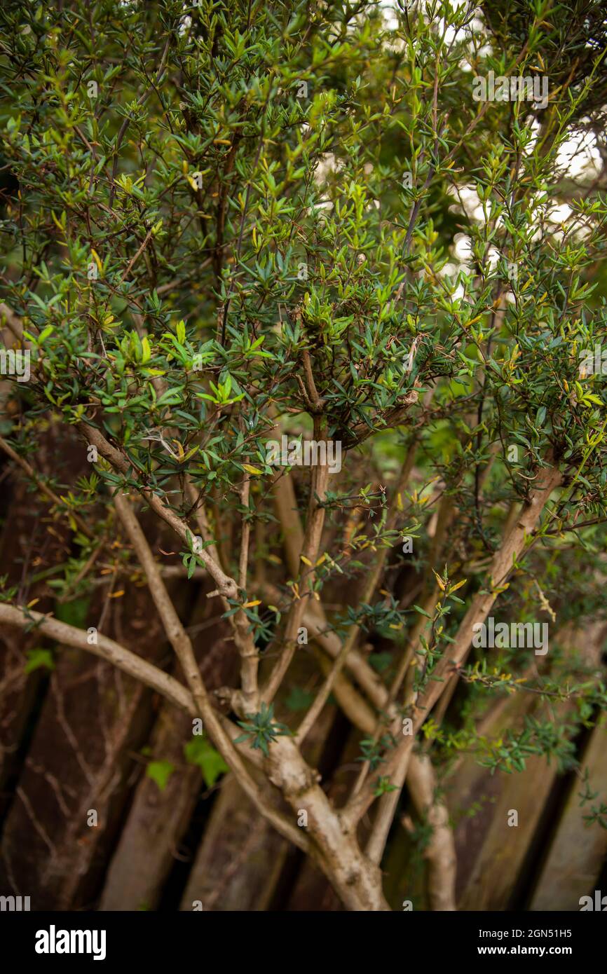 Bacche d'oro (Berberis x stenophylla) in un giardino inglese in primavera Foto Stock