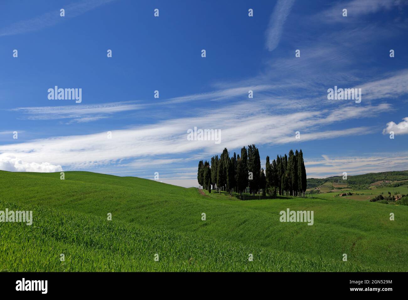 Un boschetto di cipressi su verdi colline, nei pressi di San Quirico d'Orcia, Val d'Orcia, Toscana, Italia Foto Stock