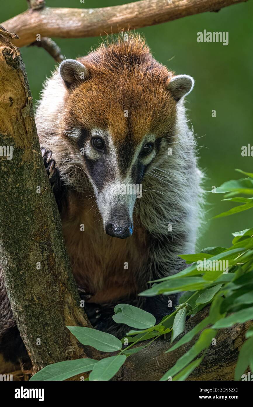 coati-dal-naso-bianco-immagini-e-fotografie-stock-ad-alta-risoluzione