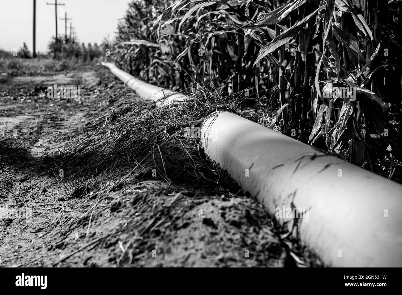 immagine a fuoco selettivo di basso livello dell'irrigazione del solco in un campo di mais Foto Stock