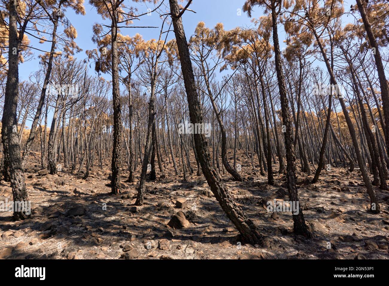 foresta di tronchi bruciati nel fuoco a Jubrique, al confine con Sierra Bermeja nella Valle Genal, Málaga. Andalusia, Spagna. Settembre 2021 Foto Stock