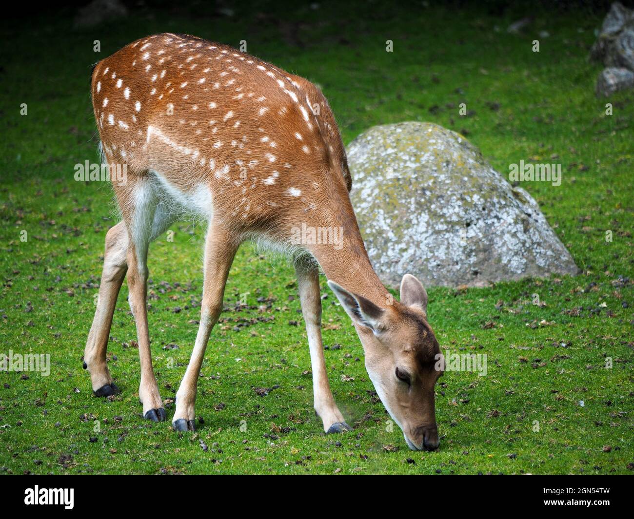 Dam cervo senza secchio corna su un prato Foto Stock