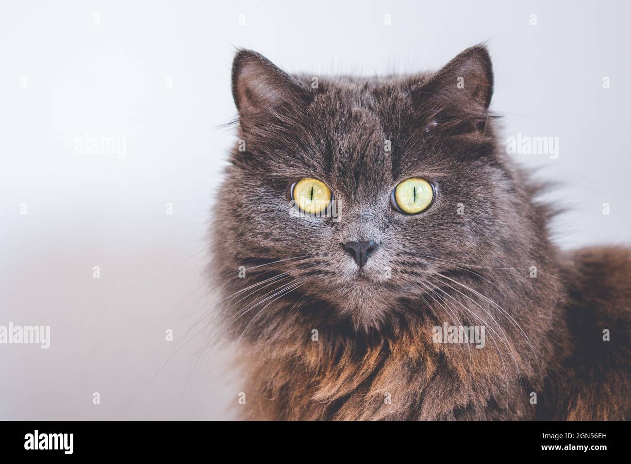 Capelli lunghi blu femmina inglese gatto stare dritto alla macchina fotografica con occhi aperti Foto Stock