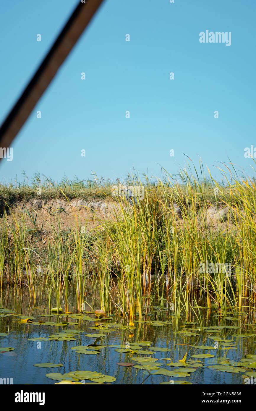 Scatto di un laghetto con canne e il cielo blu Foto Stock