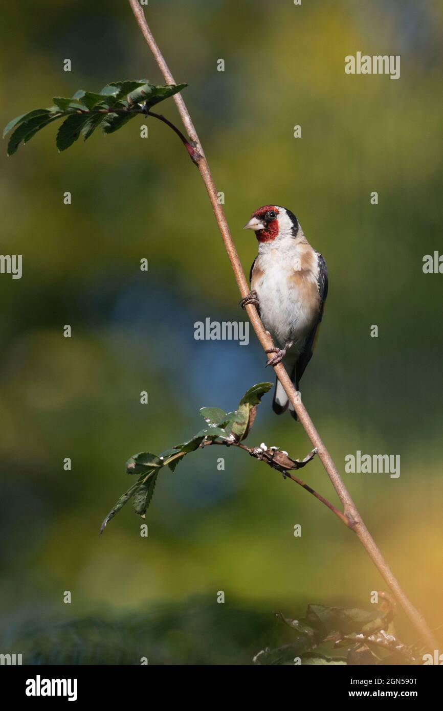 Un Goldfinch (Carduelis Carduelis) arroccato su un ramo di un giovane Rowan, o cenere di montagna, (Sorbus Aucuparia) in autunno Sunshine Foto Stock