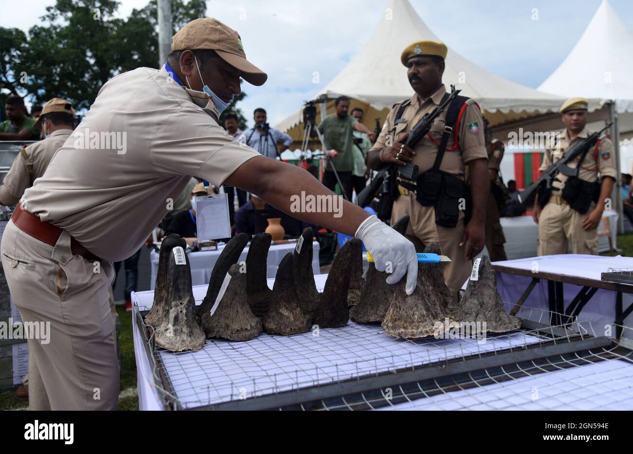 Bokakhat, Assam, IndiaOfficiali del dipartimento della foresta di Assam organizza corna di rinoceronte prima di bruciare in uno stadio vicino al Parco Nazionale di Kaziranga il 22 settembre 2021, a Bokakhat, Assam, India. Il governo di Assam ha bruciato 2,467 corna principalmente sequestrate dal commercio illegale e immagazzinate in tesorerie in tutto lo stato di Assam. La combustione delle corna di rinoceronte ad Assam è stata condotta pubblicamente per segnare una pietra miliare verso la conservazione del rinoceronte. Credit: David Talukdar/Alamy Live News Foto Stock