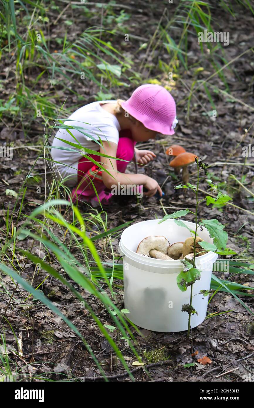 Una bambina raccoglie funghi commestibili in una foresta estiva Foto Stock