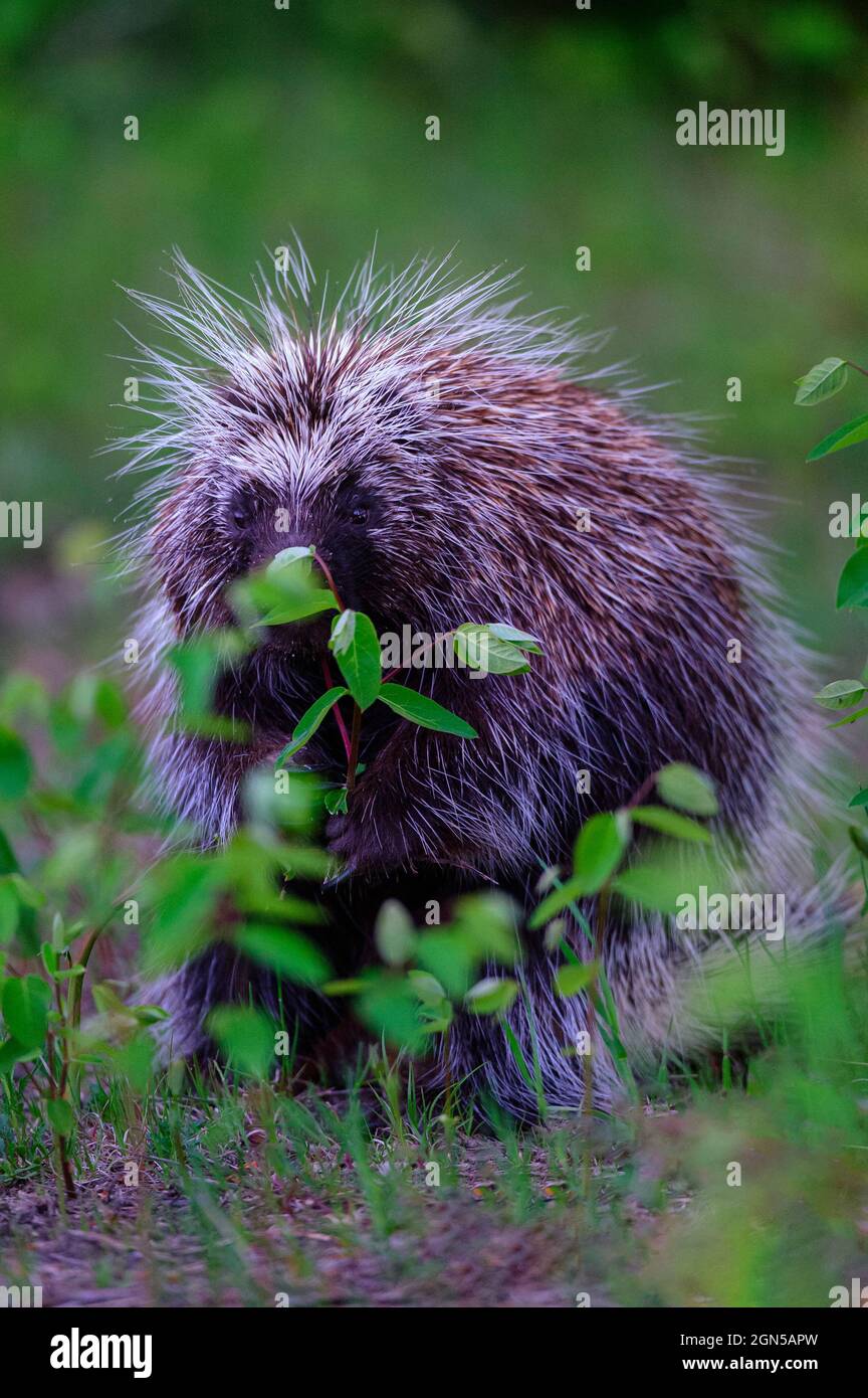 Porcupine gustare un pasto arbusto in questa foresta del Midwest, Headlands, Michigan, Stati Uniti Foto Stock