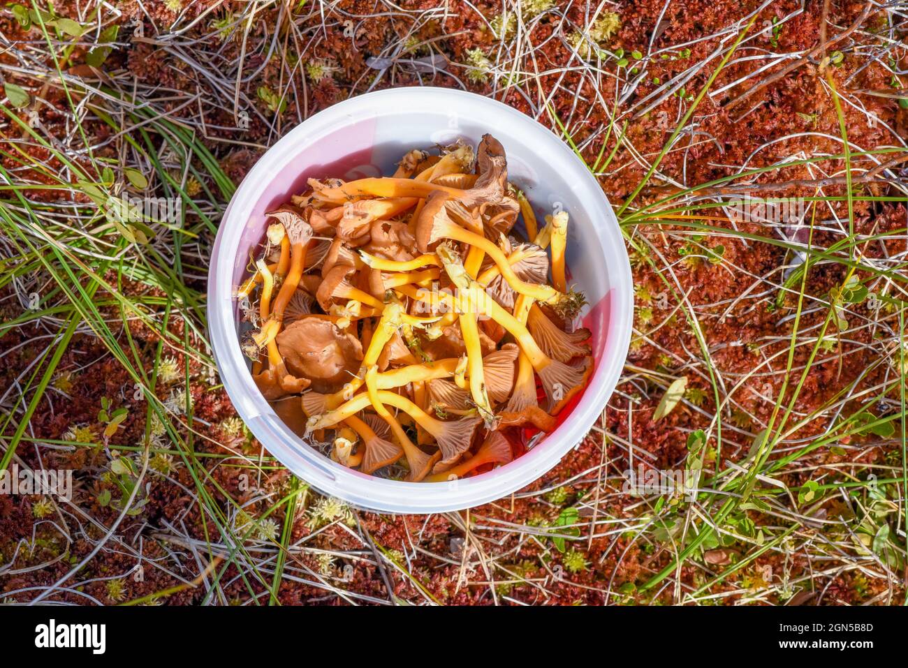 Trombe canterelle, funghi commestibili Foto Stock