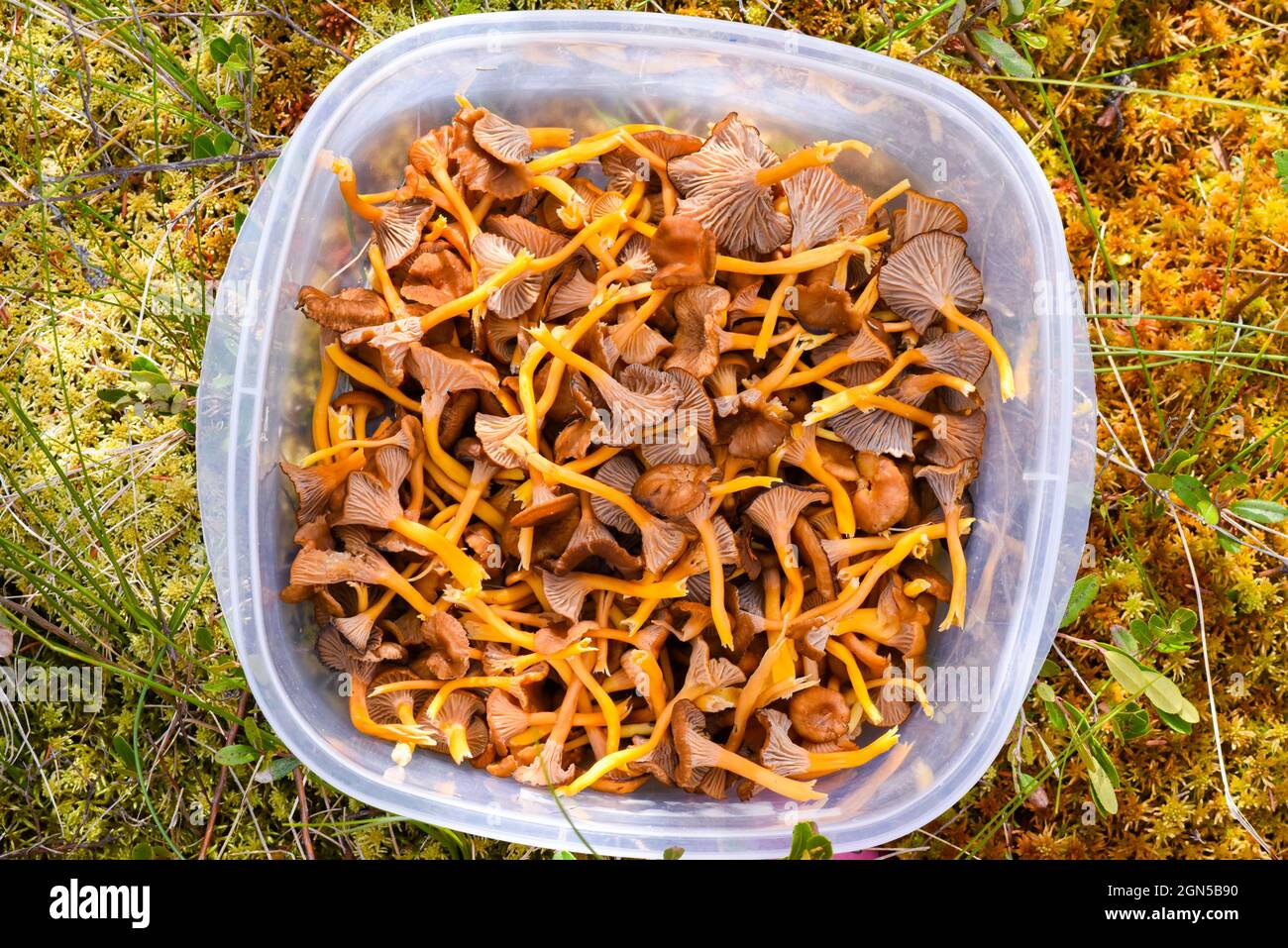 Trombe canterelle, funghi commestibili Foto Stock