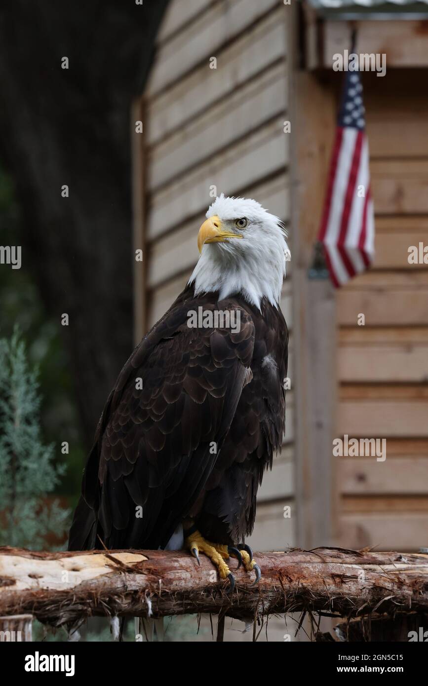 American Bald Eagle appollaiò piacevolmente fuori da una cabina. Bandiera per libertà extra. Foto Stock