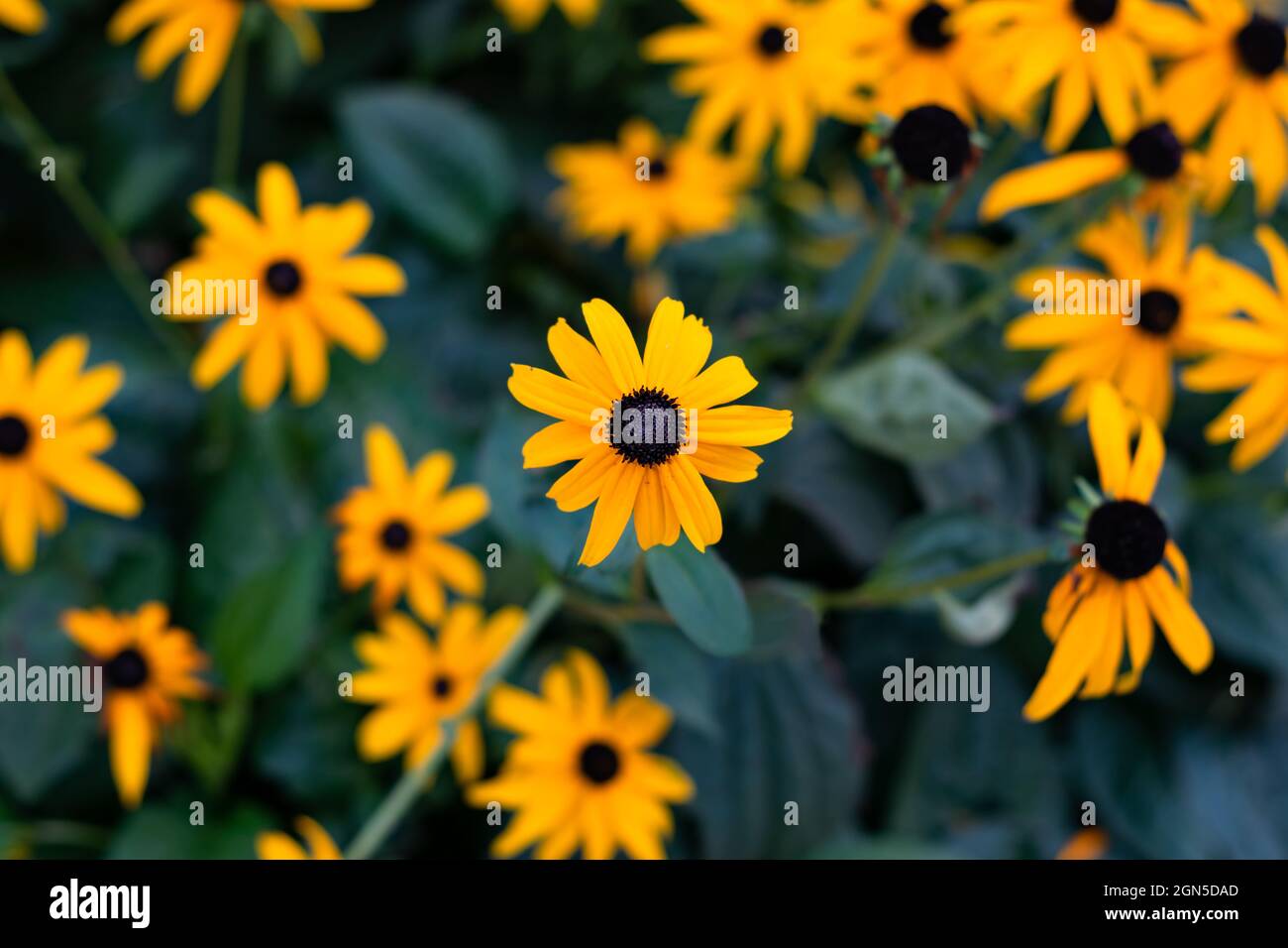 Fiore di Black-eyed-susan o di coneflower. I fiori gialli luminosi di Rudbeckia fulgida nel giardino Foto Stock