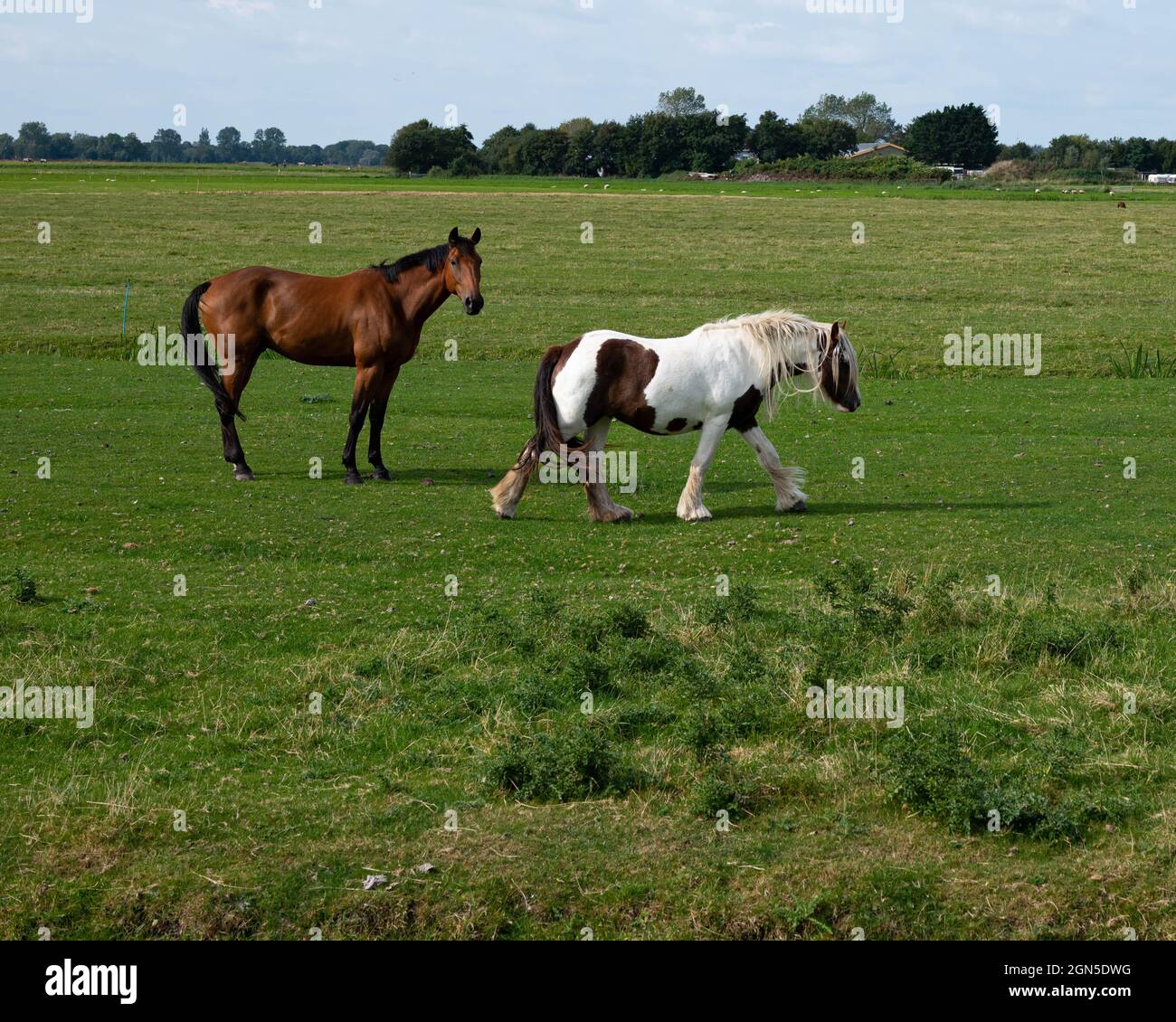 Due cavalli sul paesaggio agricolo di Petten (Paesi Bassi) Foto Stock