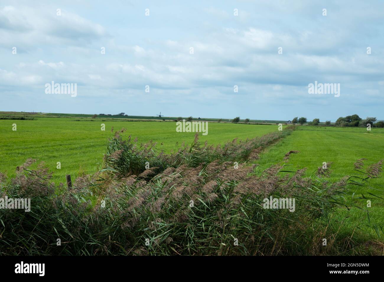 Agricoltura paesaggio rurale a Petten (Paesi Bassi) Foto Stock