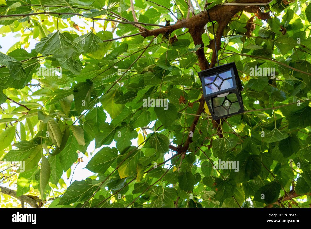 Tyrol Box In Cartone Da 30 Palline Di Grasso Senza Rete Per Uccelli Selvatici P 146115 - Foto 10