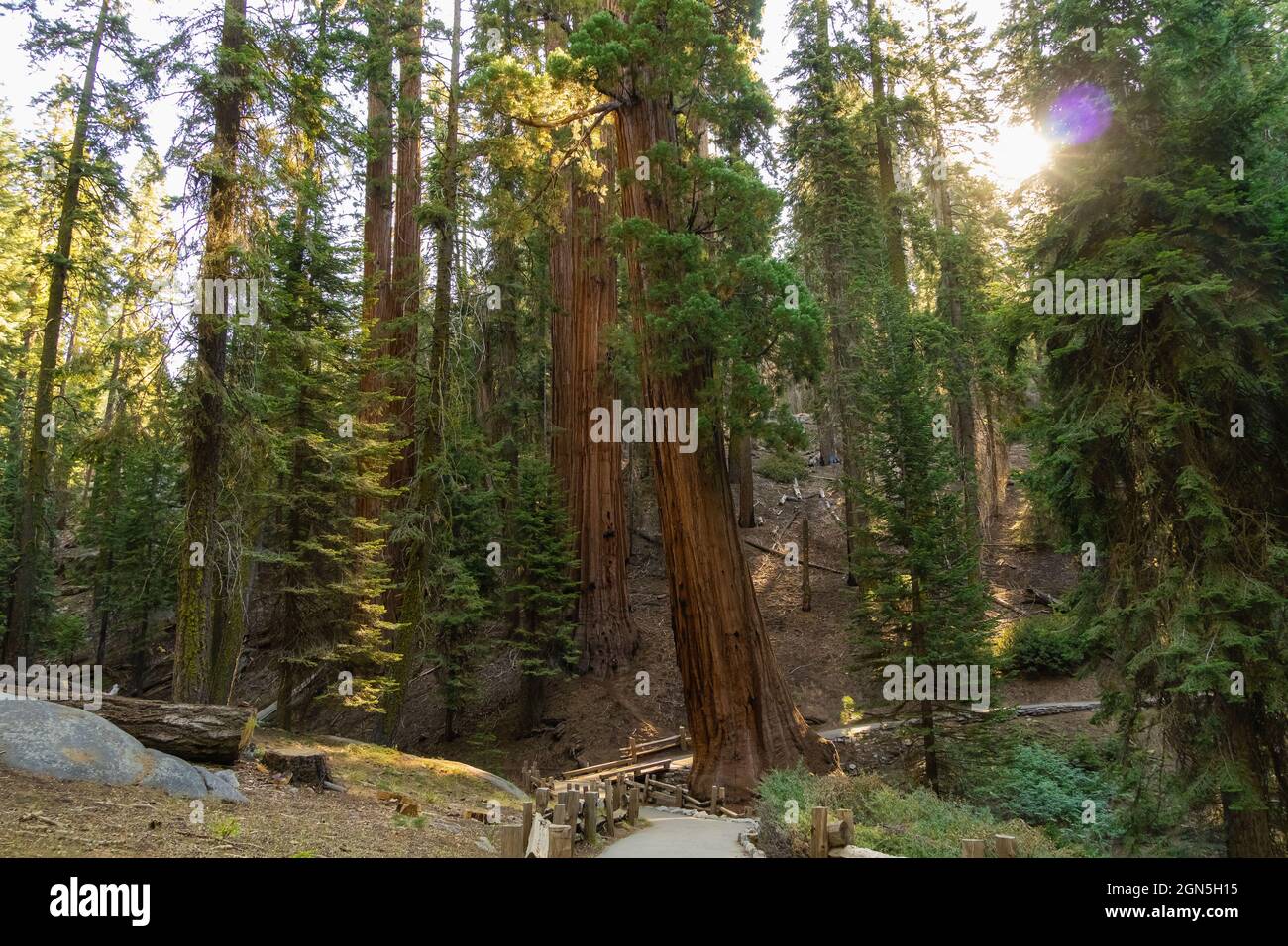 Lussureggiante boschetto di sequoia al Sequoia National Park, California, USA Foto Stock