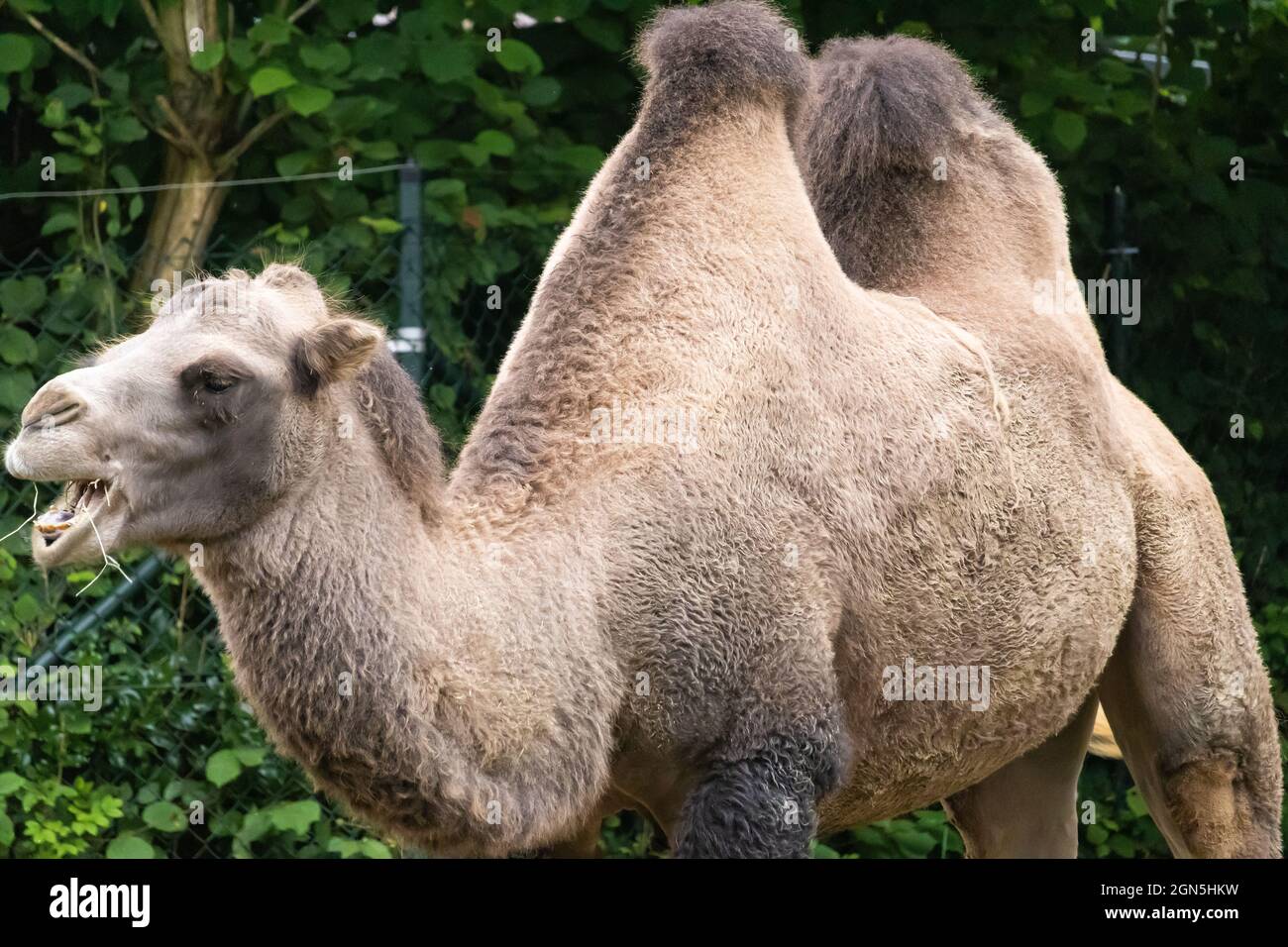Primo piano di un cammello con due gobbe in uno zoo Foto Stock