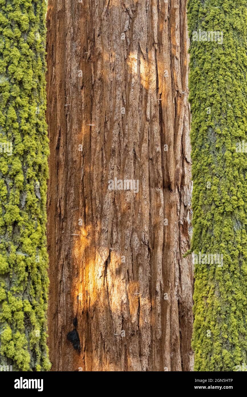 Sequoia al Sequoia National Park, California, USA Foto Stock