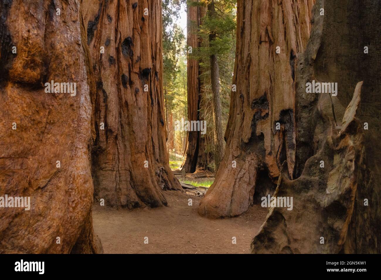 Lussureggiante boschetto di sequoia al Sequoia National Park, California, USA Foto Stock