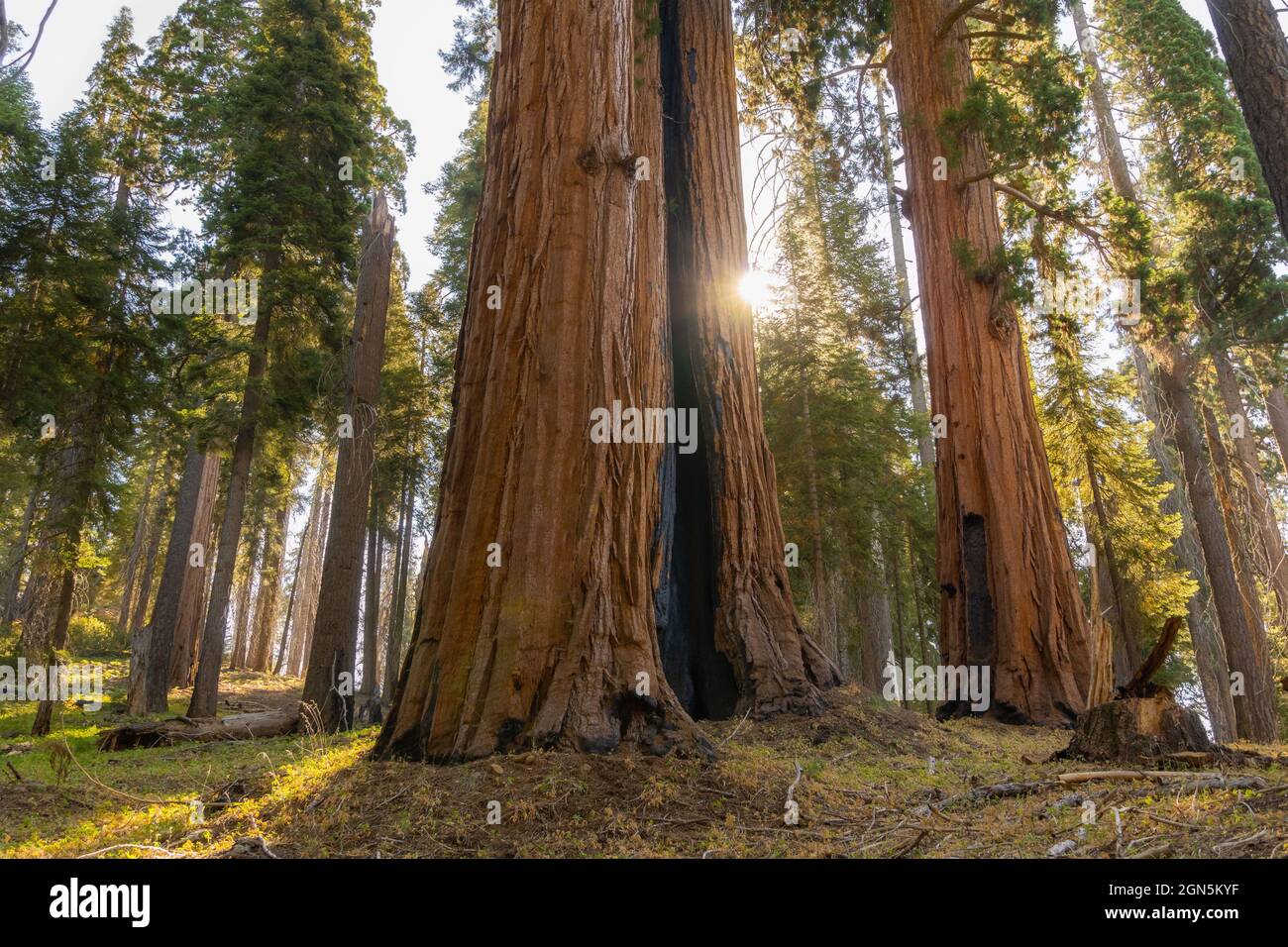 Lussureggiante boschetto di sequoia al Sequoia National Park, California, USA Foto Stock