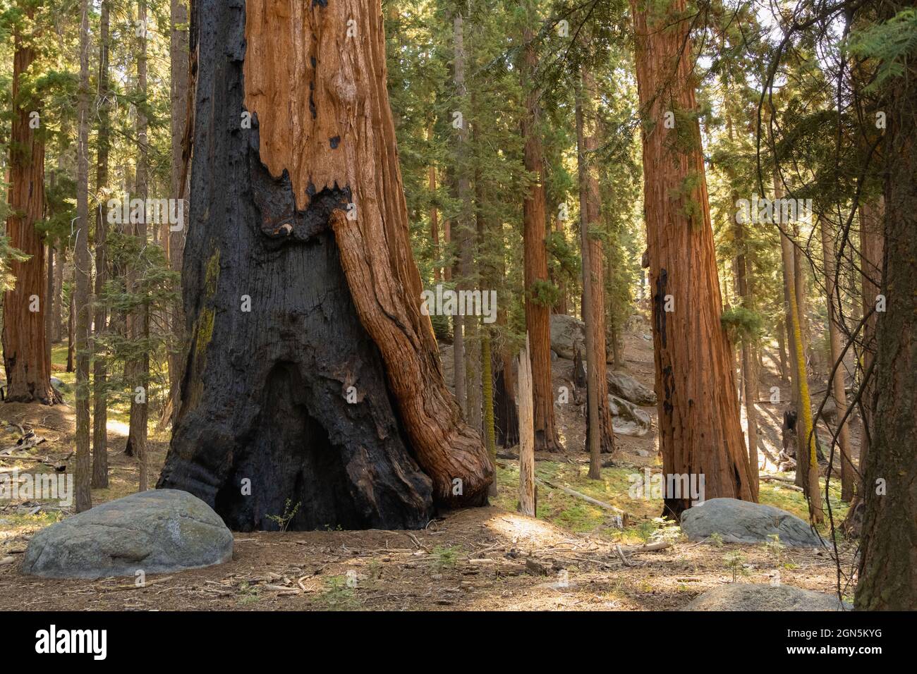Alberi di sequoia danneggiati e bruciati dal 2020 Castle Fire al Sequoia National Park, California, USA Foto Stock