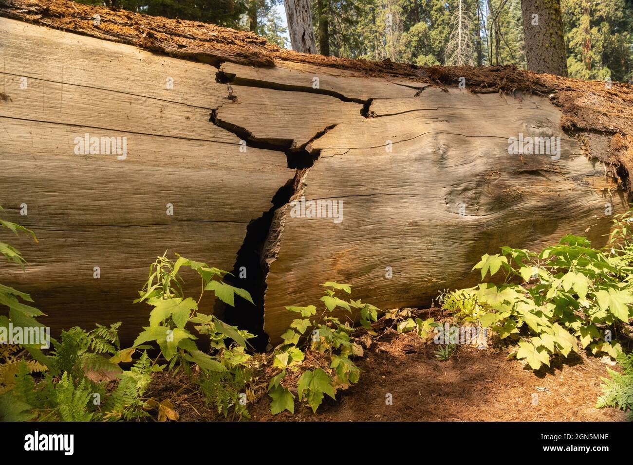 Caduto cracked Sequoia trunk albero giacente sul pavimento della foresta al Sequoia National Park, California, USA Foto Stock