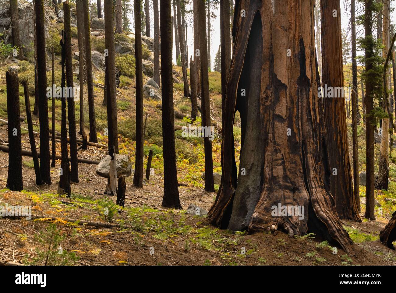 Alberi di sequoia danneggiati e bruciati dal 2020 Castle Fire al Sequoia National Park, California, USA Foto Stock