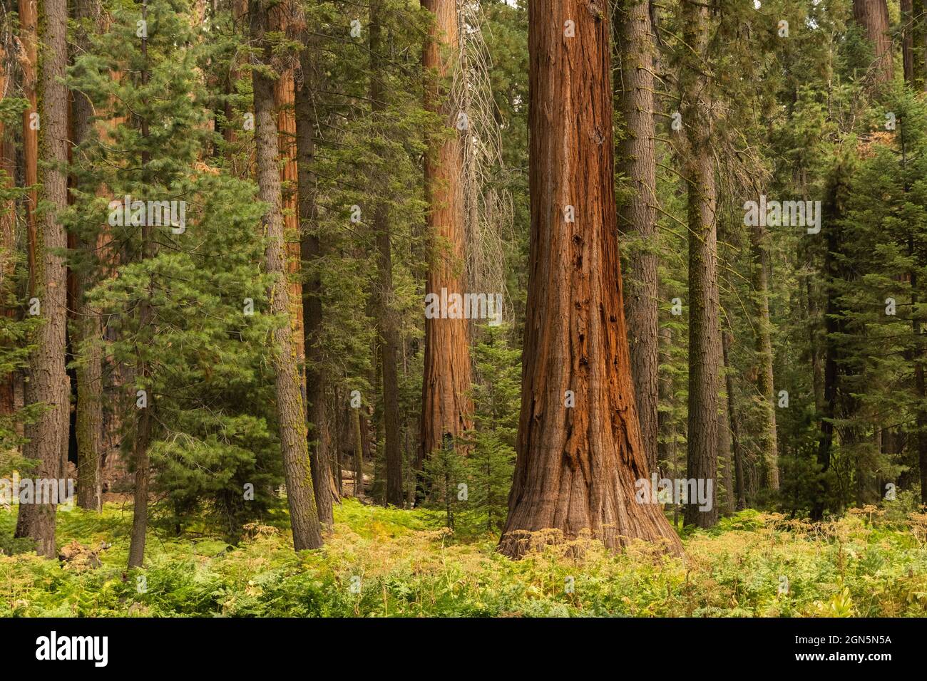 Lussureggiante boschetto di sequoia al Sequoia National Park, California, USA Foto Stock