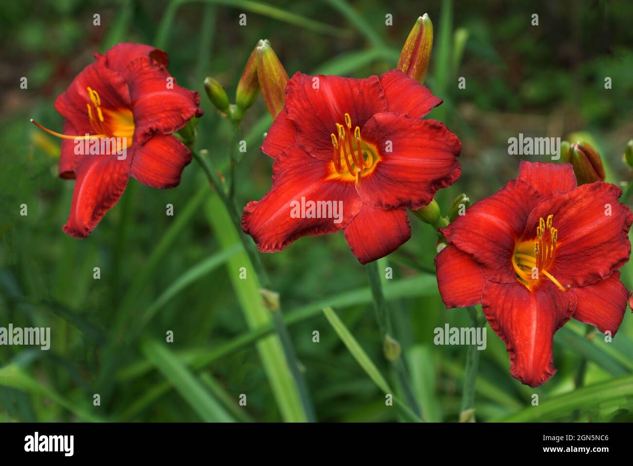 Hemerocallis Chicago Apache. Fiori rossi giorno. Bellissimi fiori rossi da giorno. Giallo gola. I daylilies rossi fioriscono in estate. Foto Stock