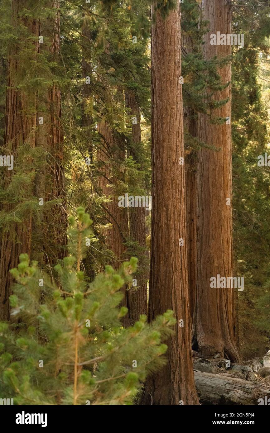 Grove of Sequoia Trees al Sequoia National Park, California, USA Foto Stock