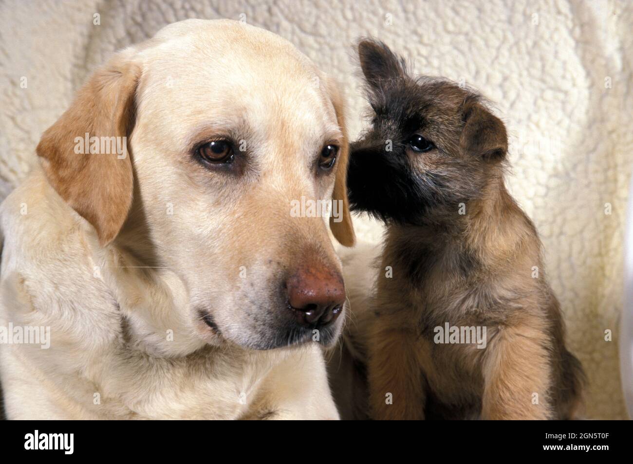 Cairn terrier cucciolo e bianco labrador giocare sul divano Foto Stock Cairn terrier cucciolo e bianco labrador giocare sul divano Foto Stock