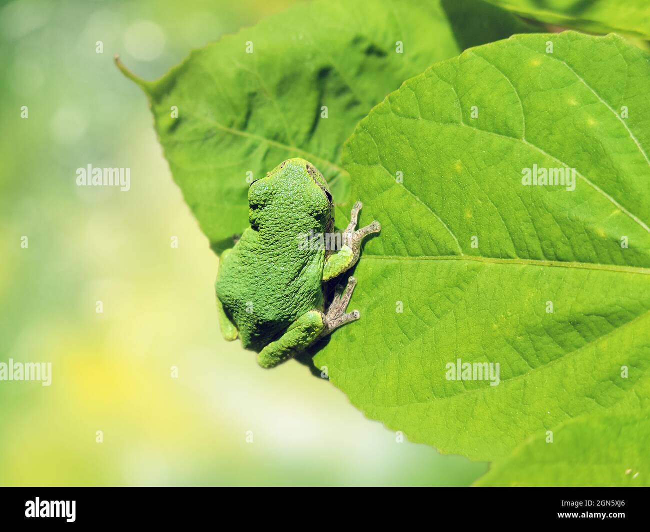 Rana verde americana su una foglia verde Foto Stock