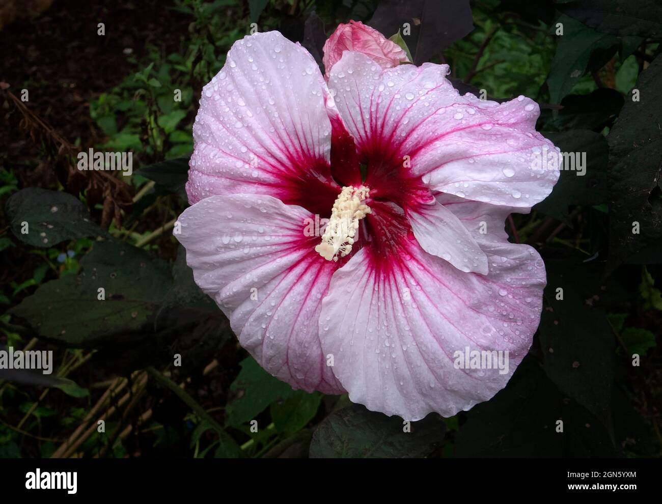 Fiore gigante Hibiscus nel giardino Foto stock - Alamy