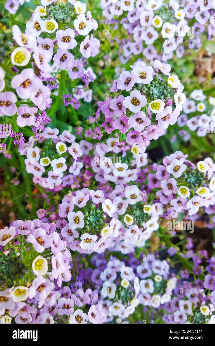Gruppo di fiori viola con piccoli petali Foto Stock