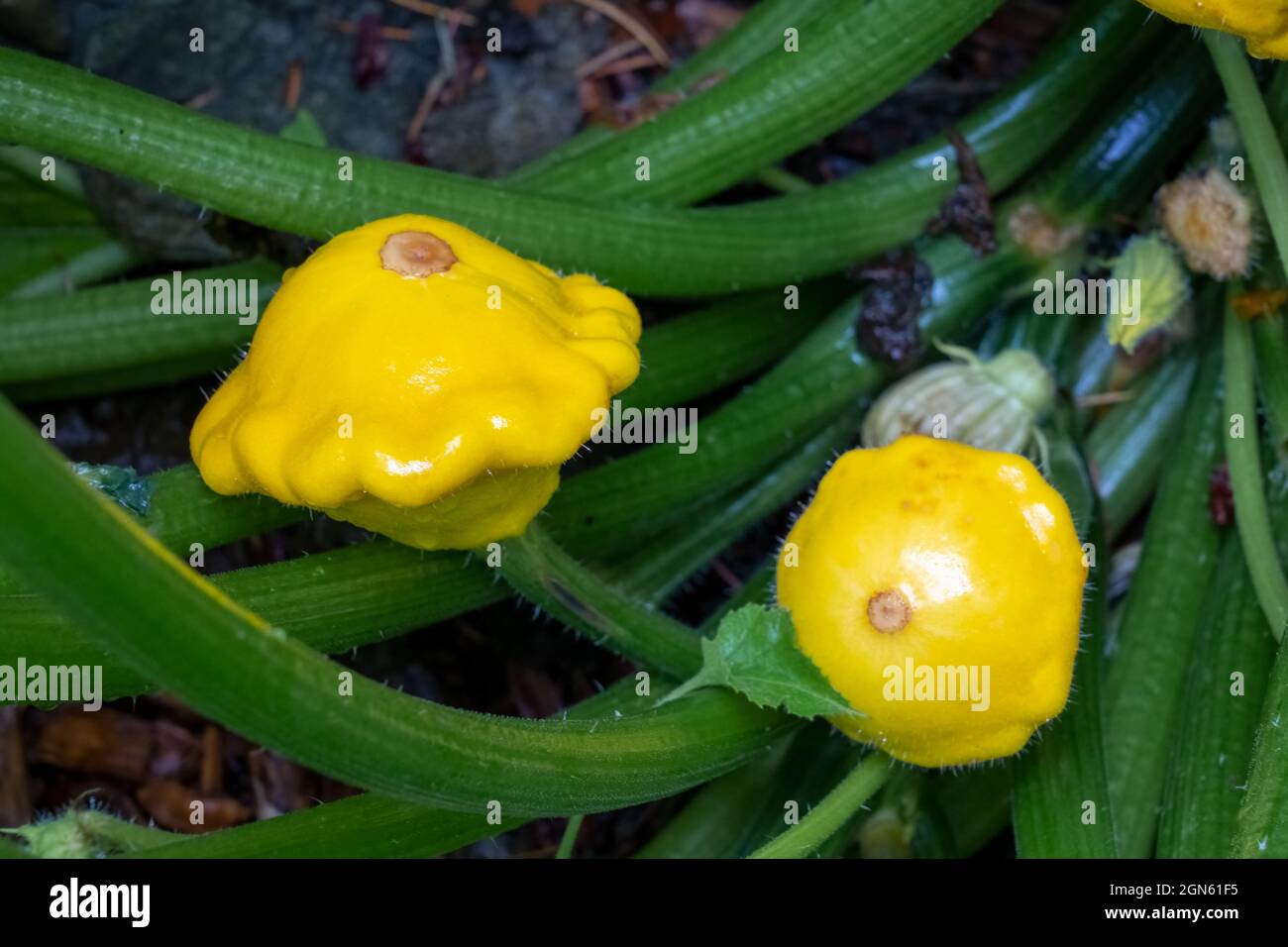 Issaquah, Washington, Stati Uniti. Pattyan Squash pianta, una zucca estiva notevole per le sue piccole dimensioni, forma rotonda e poco profonda, e bordi smerlati. Foto Stock