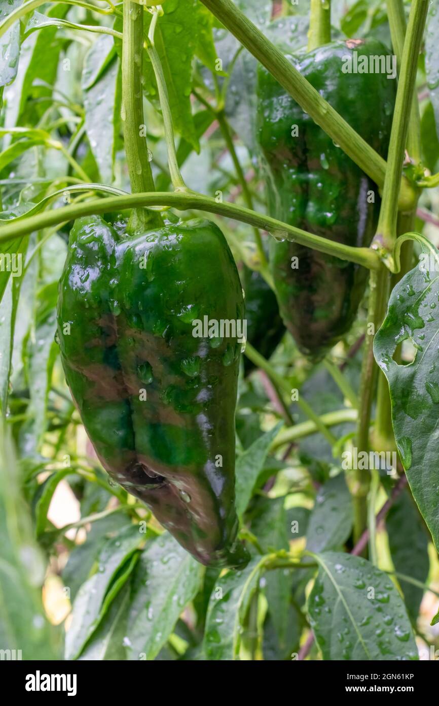 Issaquah, Washington, Stati Uniti. Il poblano (Capsicum annuum) è un peperoncino dolce originario dello stato di Puebla, Messico. Asciugato, è denominato ancho Foto Stock