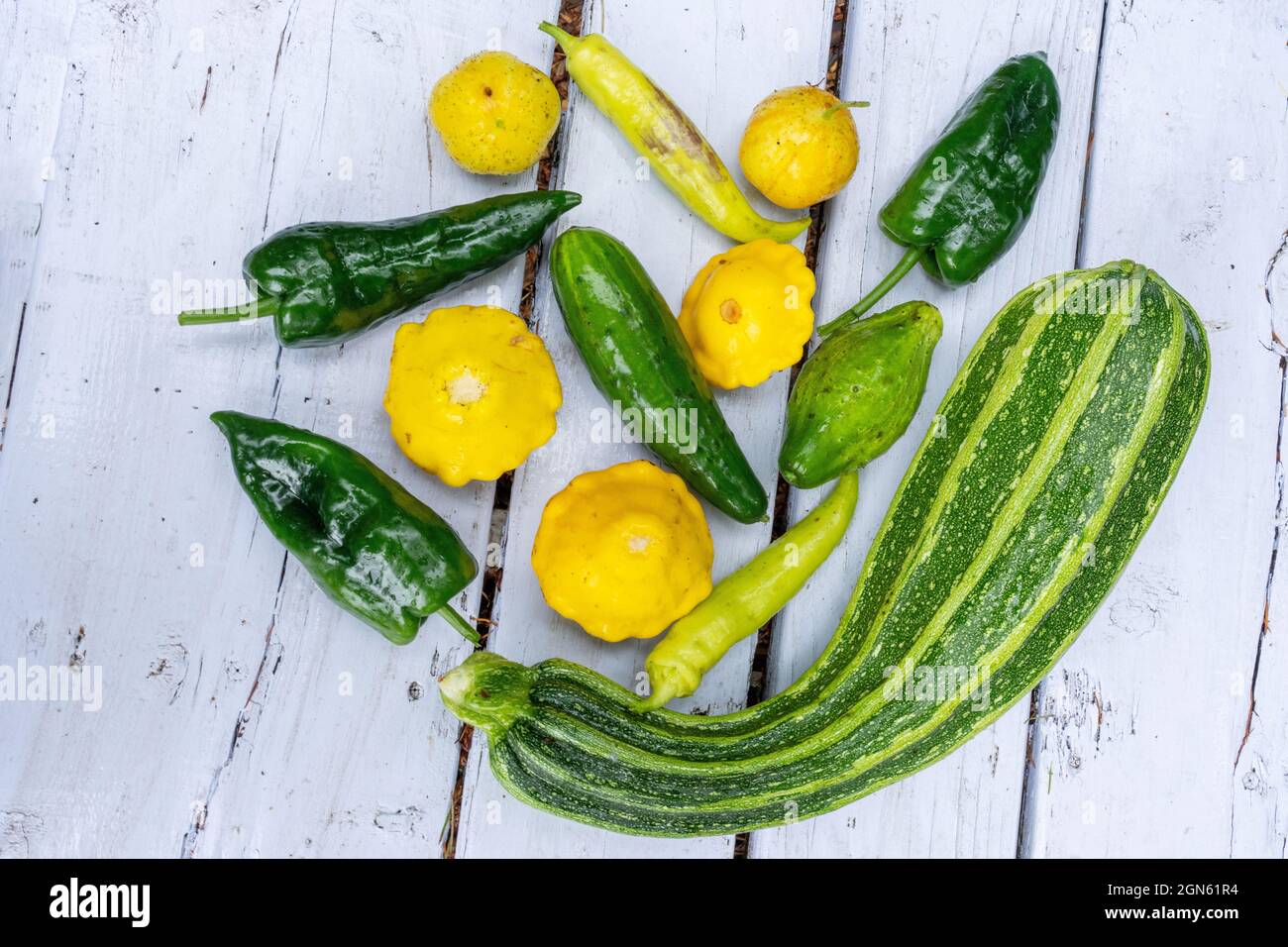 Issaquah, Washington, Stati Uniti. Verdure appena raccolte che riposano su un tavolo da picnic, tra cui zucchine italiane, zucca Pattyan, squash dolce Banana A. Foto Stock