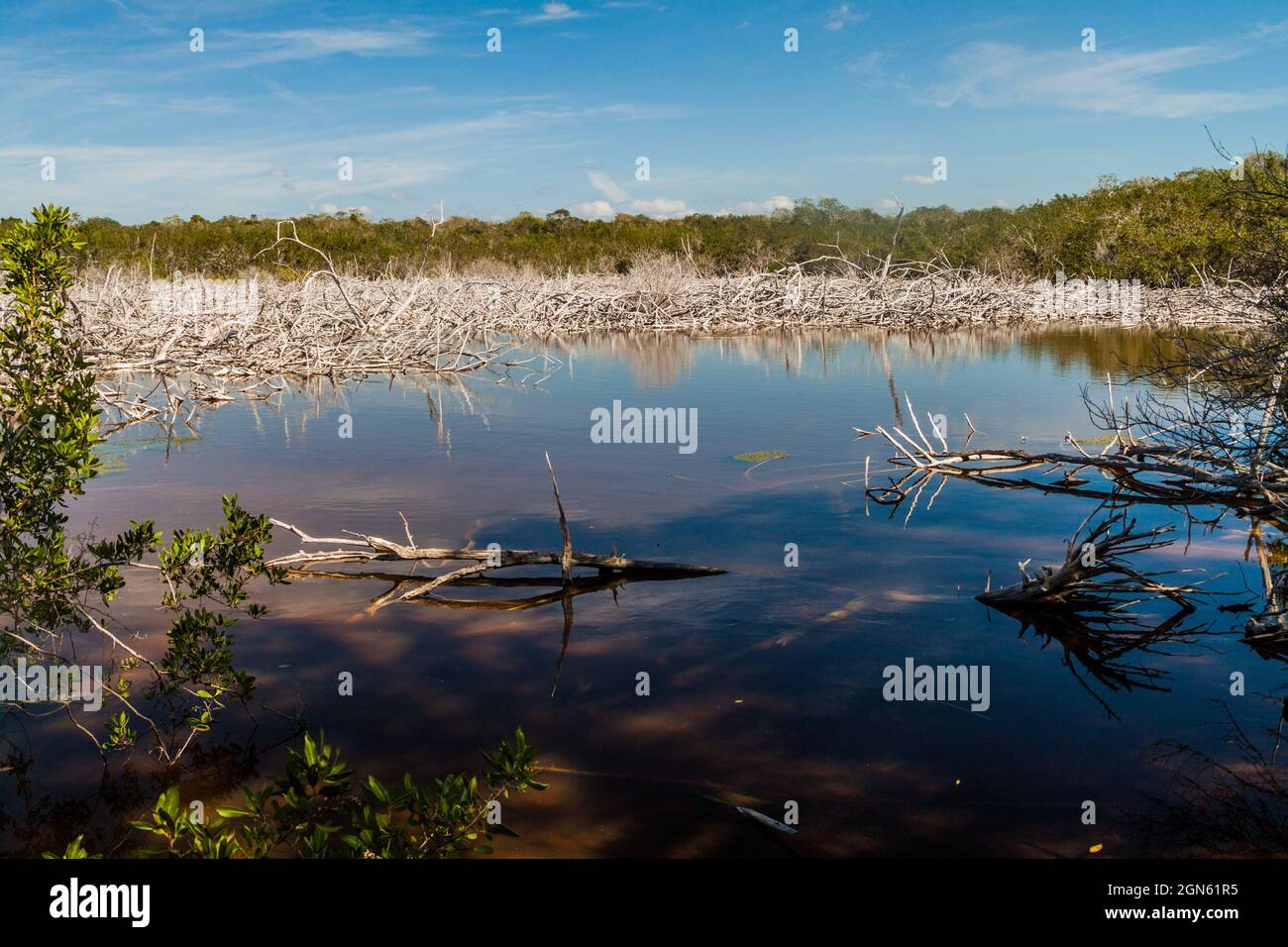 Foresta di mangrovie vicino al villaggio di Playa Giron, Cuba Foto Stock