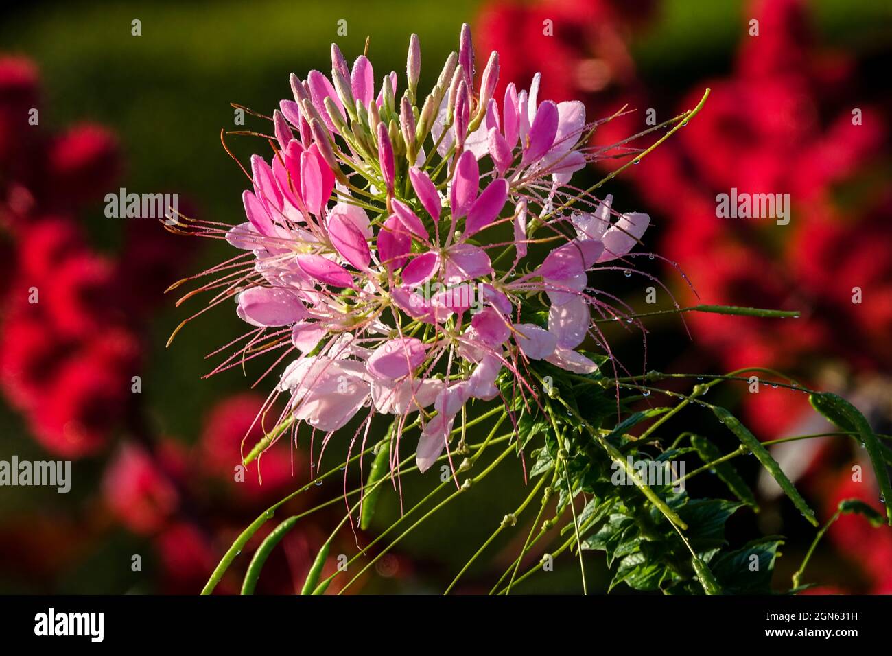 Giardino rosa fiore Cleome a fine estate Cleome hassleriana Foto Stock