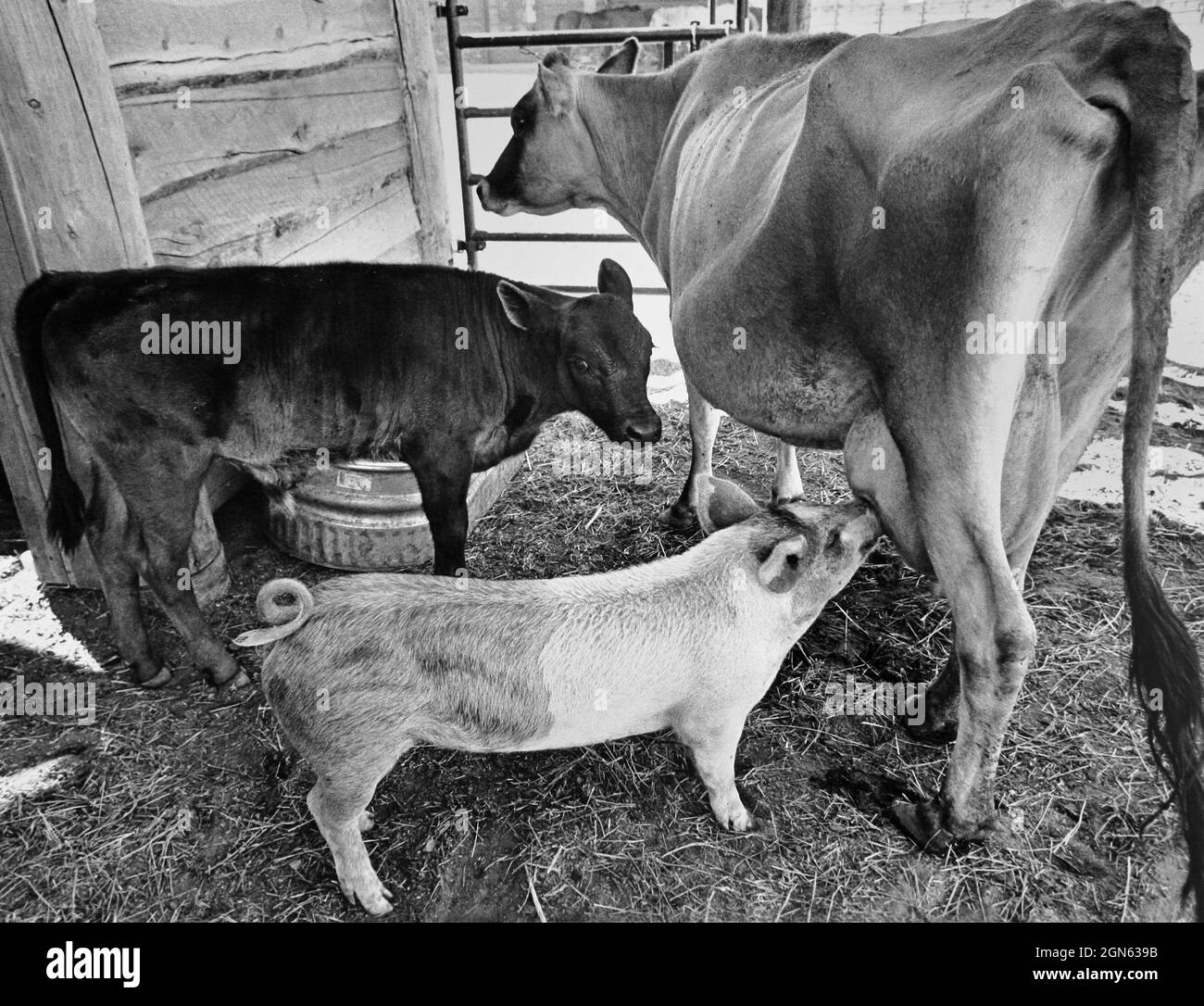 suino che allattano da mucca come il vitello sorpreso guarda sopra Foto Stock