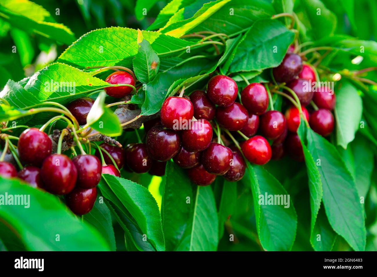 Bacche di ciliegia mature appese su rami di alberi Foto Stock
