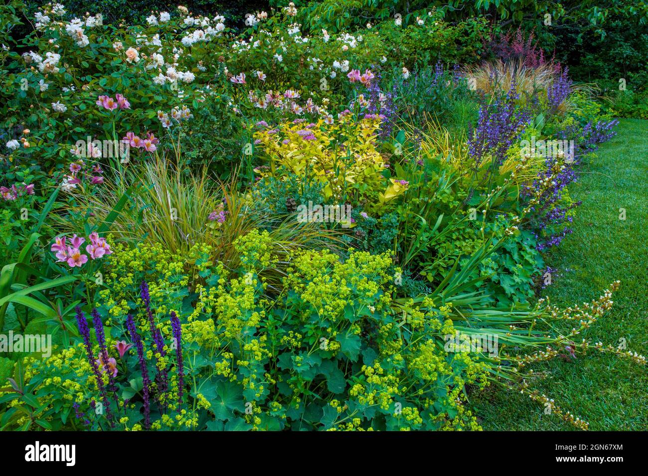 Flower Garden, Fern Canyon Garden, Mill Valley, California Foto Stock