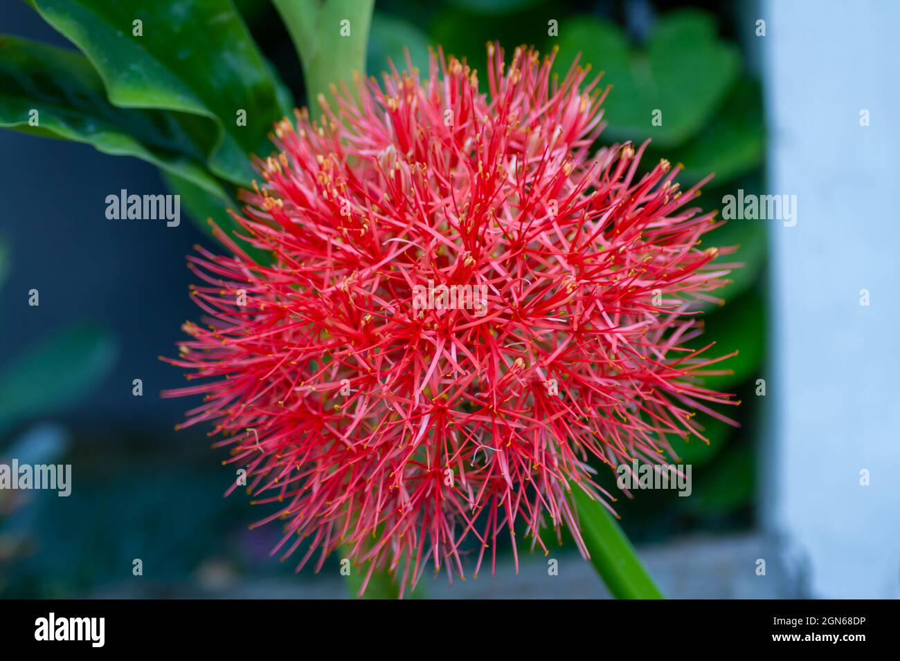Fiore di giglio di sangue a forma di palla rossa Foto Stock