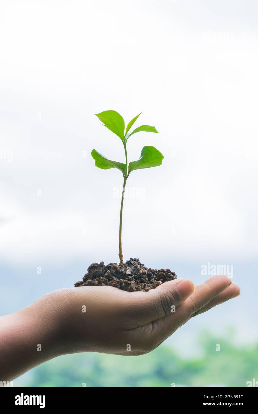 pianta di albero a portata di mano, donna che tiene una giovane pianta verde sulla sua palma con terreno su uno sfondo naturale, ambiente o concetto di conservazione della natura Foto Stock