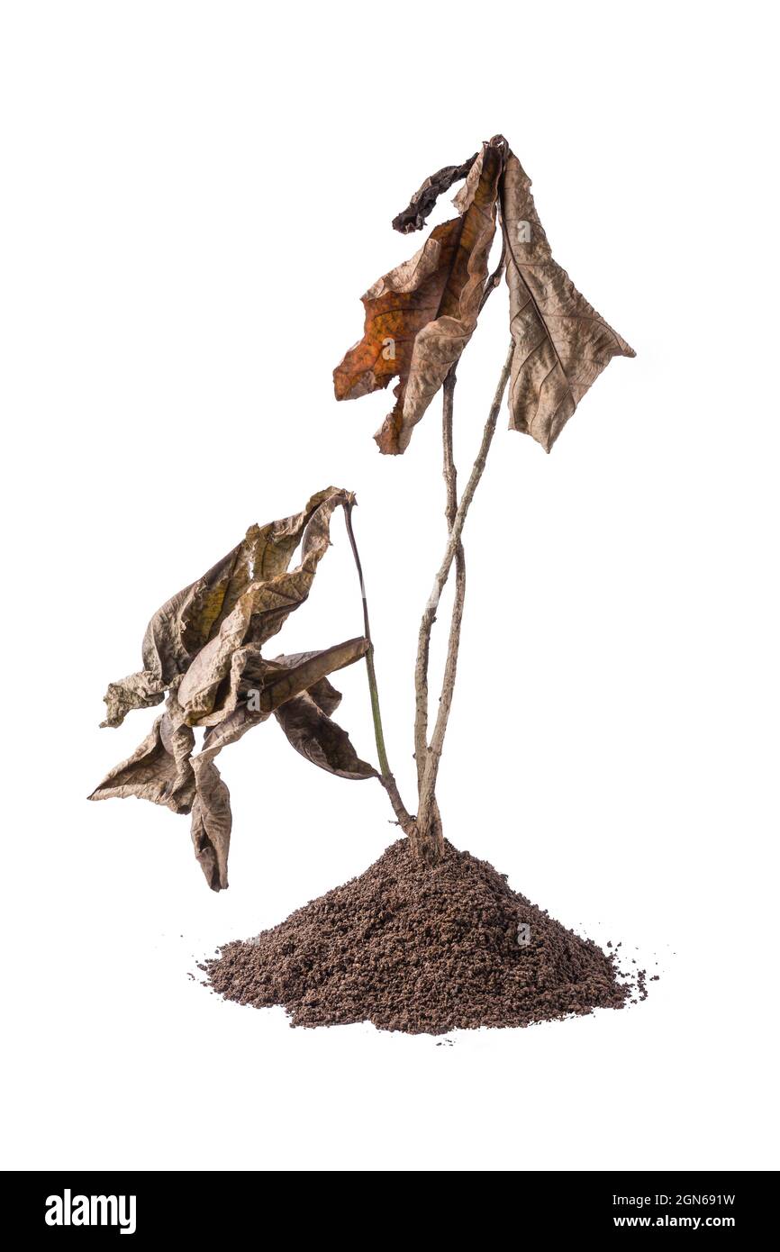 pianta di albero morto asciugata con suolo, isolato su sfondo bianco Foto Stock