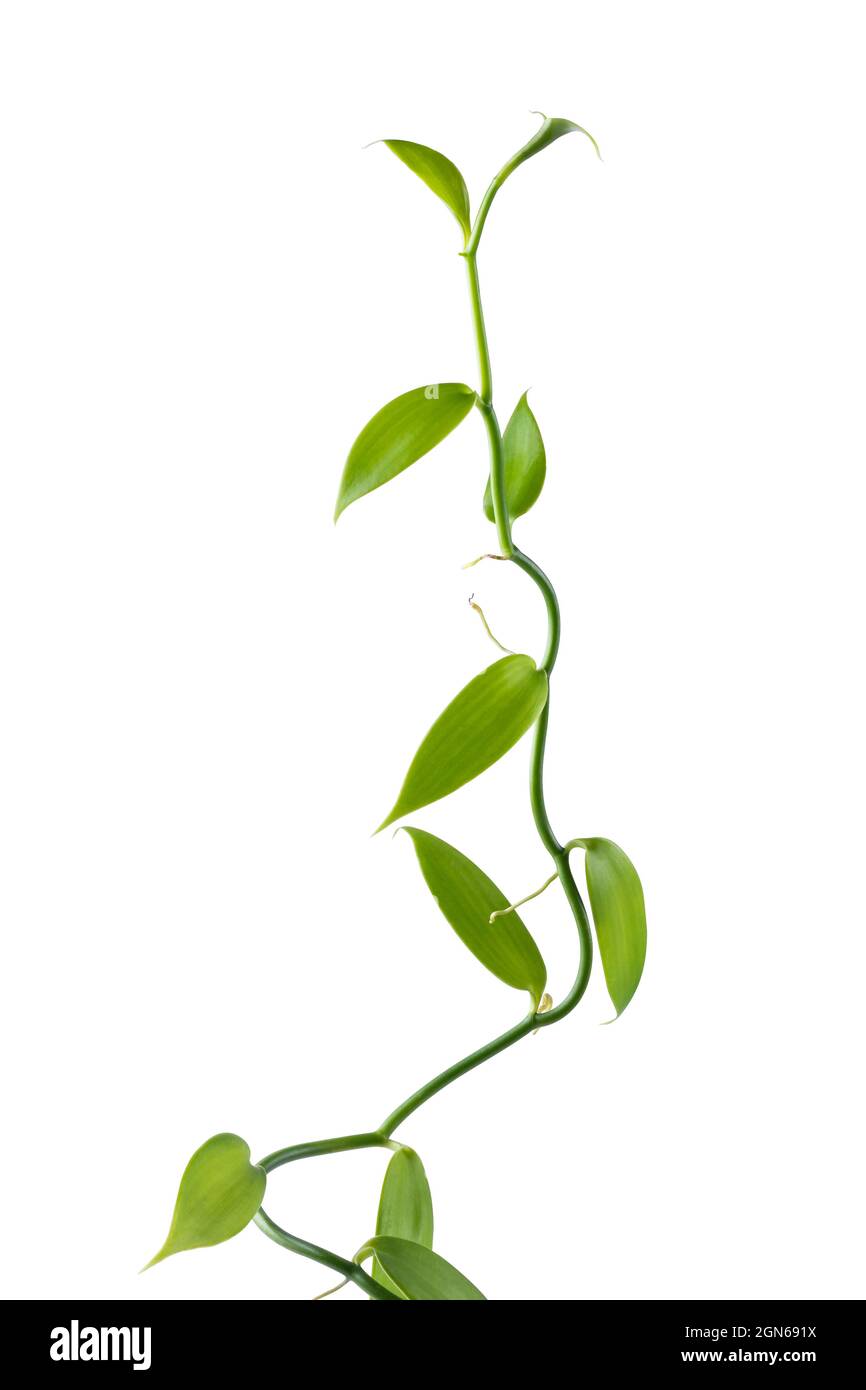 pianta da fiore di orchidea vaniglia, nota anche come vaniglia a foglia piatta, pianta da cui si ottiene o si ricava la spezia di vaniglia, commercialmente importante Foto Stock