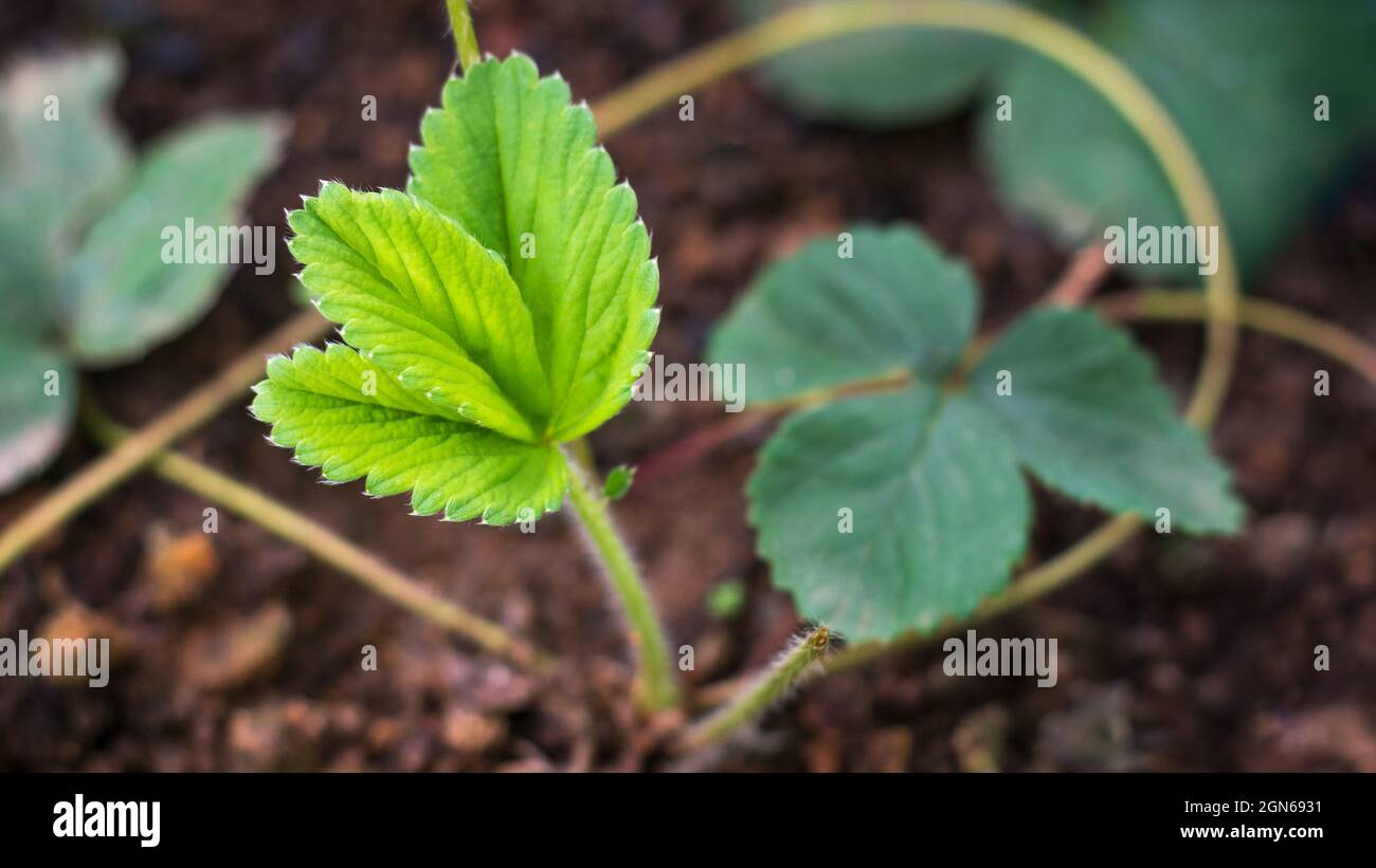 piccole foglie o germogli di fragola giovani nel giardino, prese in profondità poco profonda di campo Foto Stock
