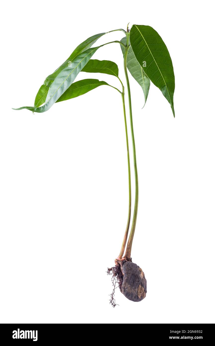 pianta dell'albero di mango che cresce da un seme o da una piantina, pianta intera con foglie verdi, seme e radici, seme germogliato isolato su sfondo bianco Foto Stock